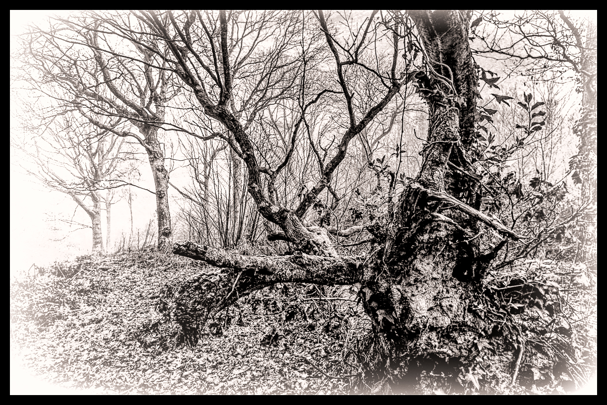 Misty Morning in the Woods by Oliver