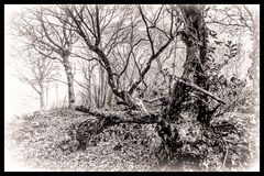 Misty Morning in the Woods by Oliver