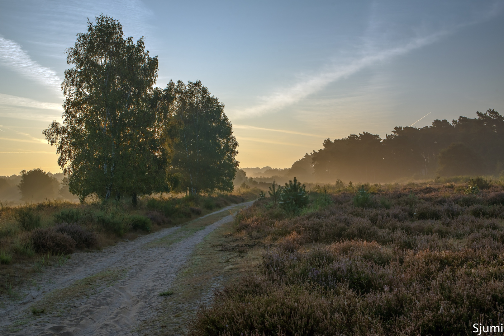 Misty morning mood