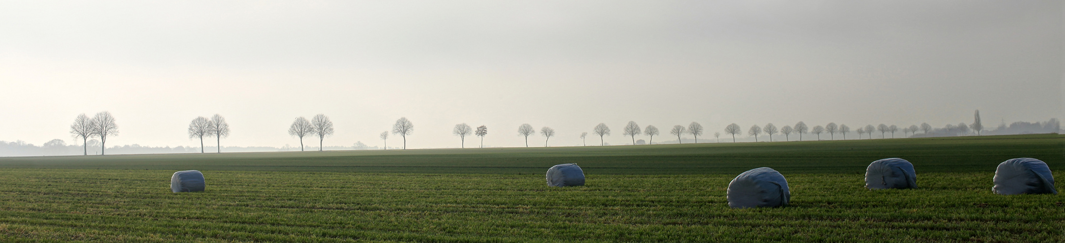 misty morning -pano-