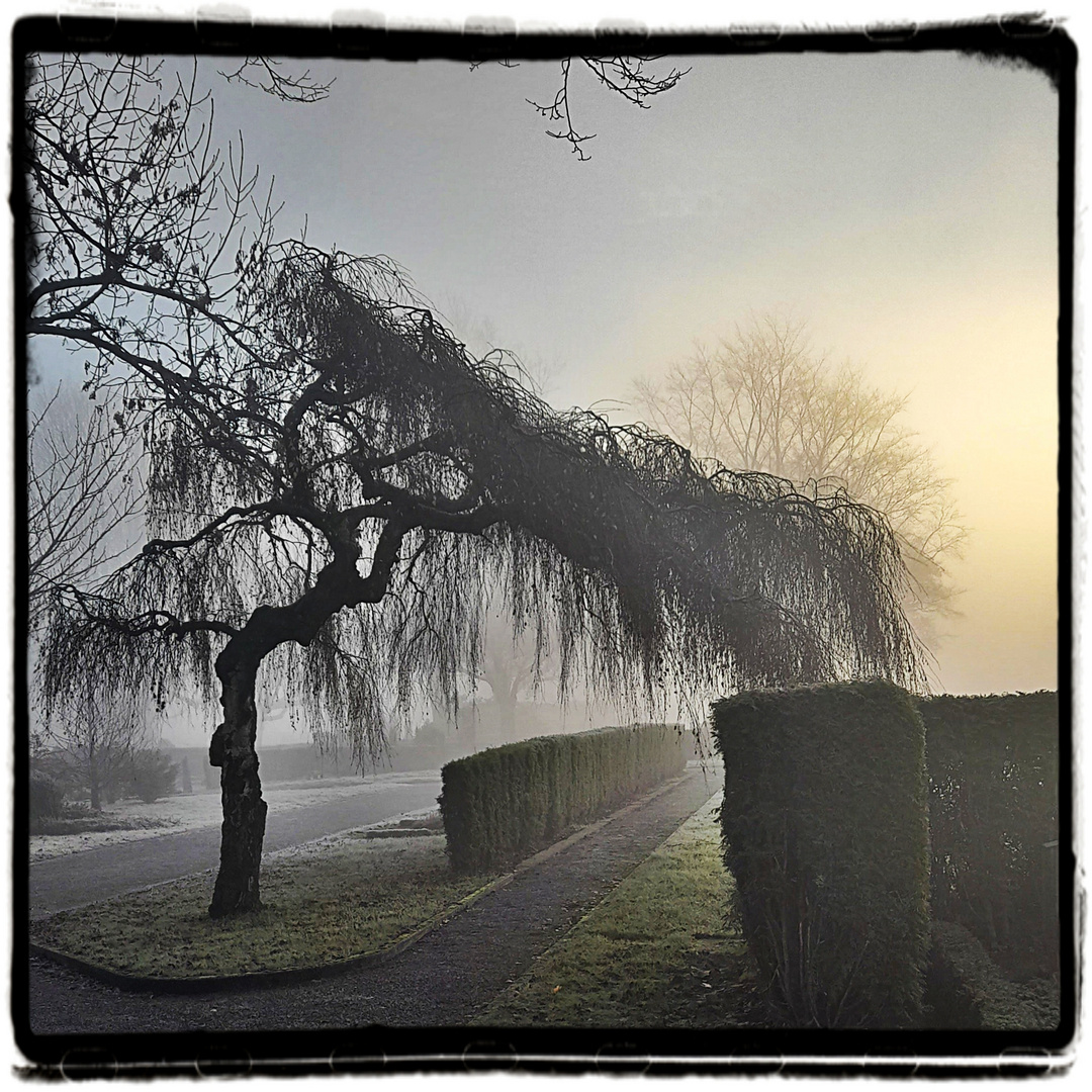 Misty Morning Tree