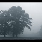 Misty mornings II