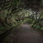 Misty Mountains embrace Levada Rabacal