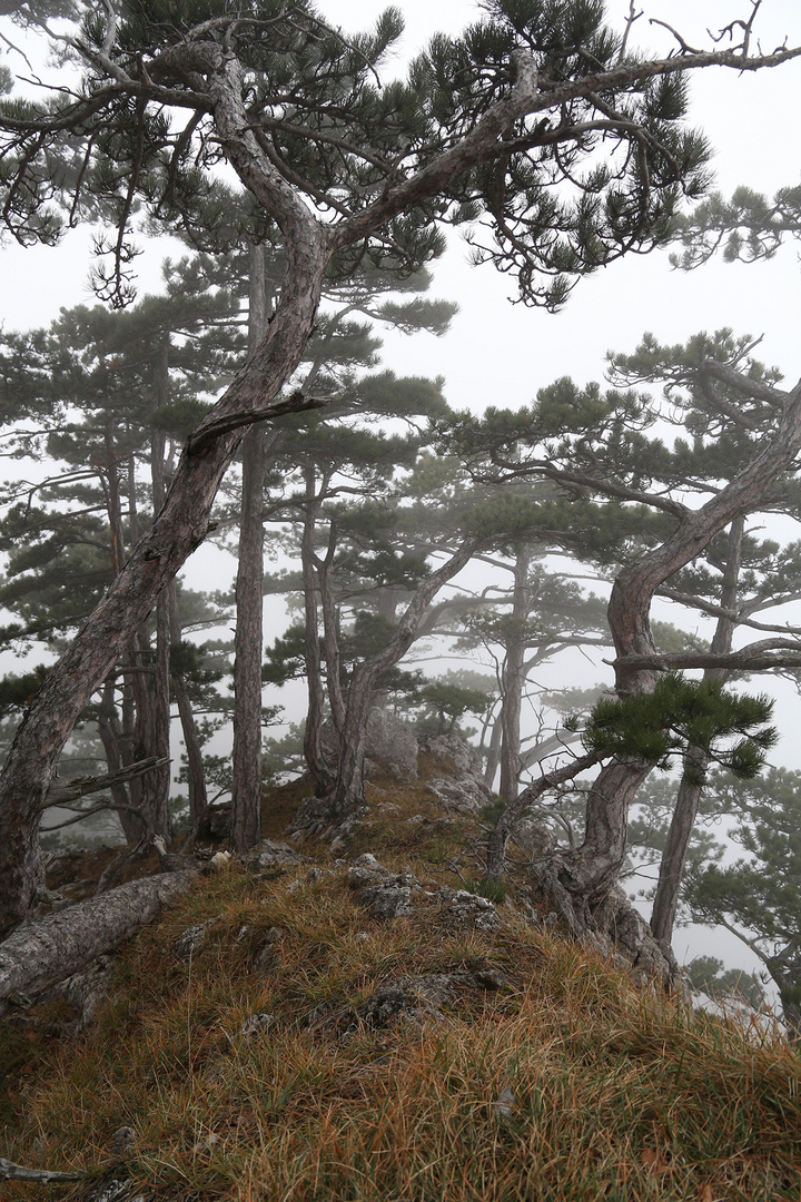 Misty Mountains in Middle Europe