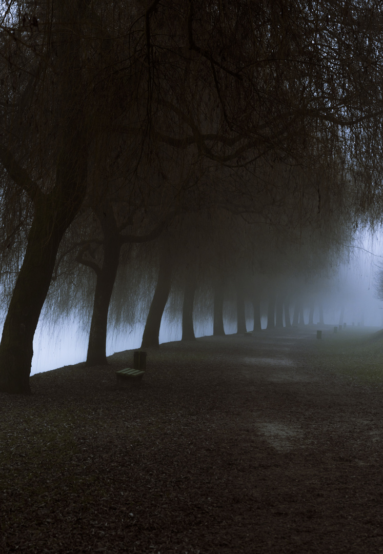 Misty park alley leading to dense fog