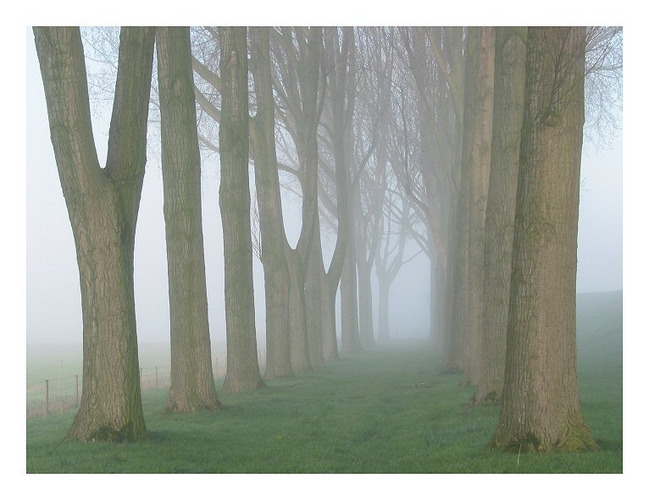 Misty poplar alley (near Drimmelen)