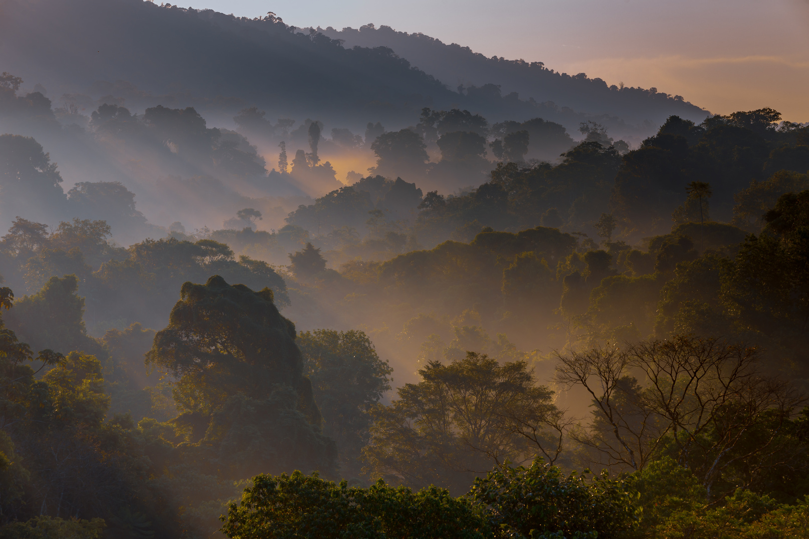 Misty Rainforest at Dawn