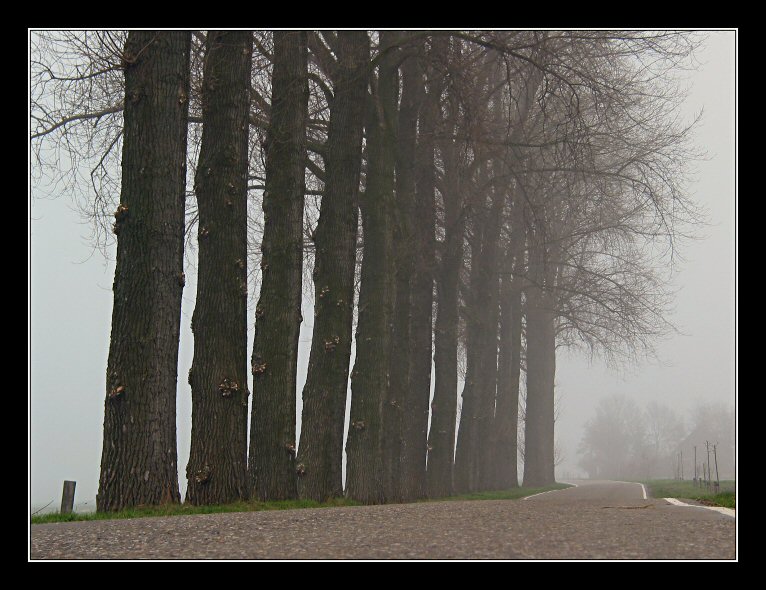 Misty road with oaks