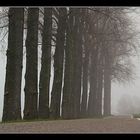 Misty road with oaks