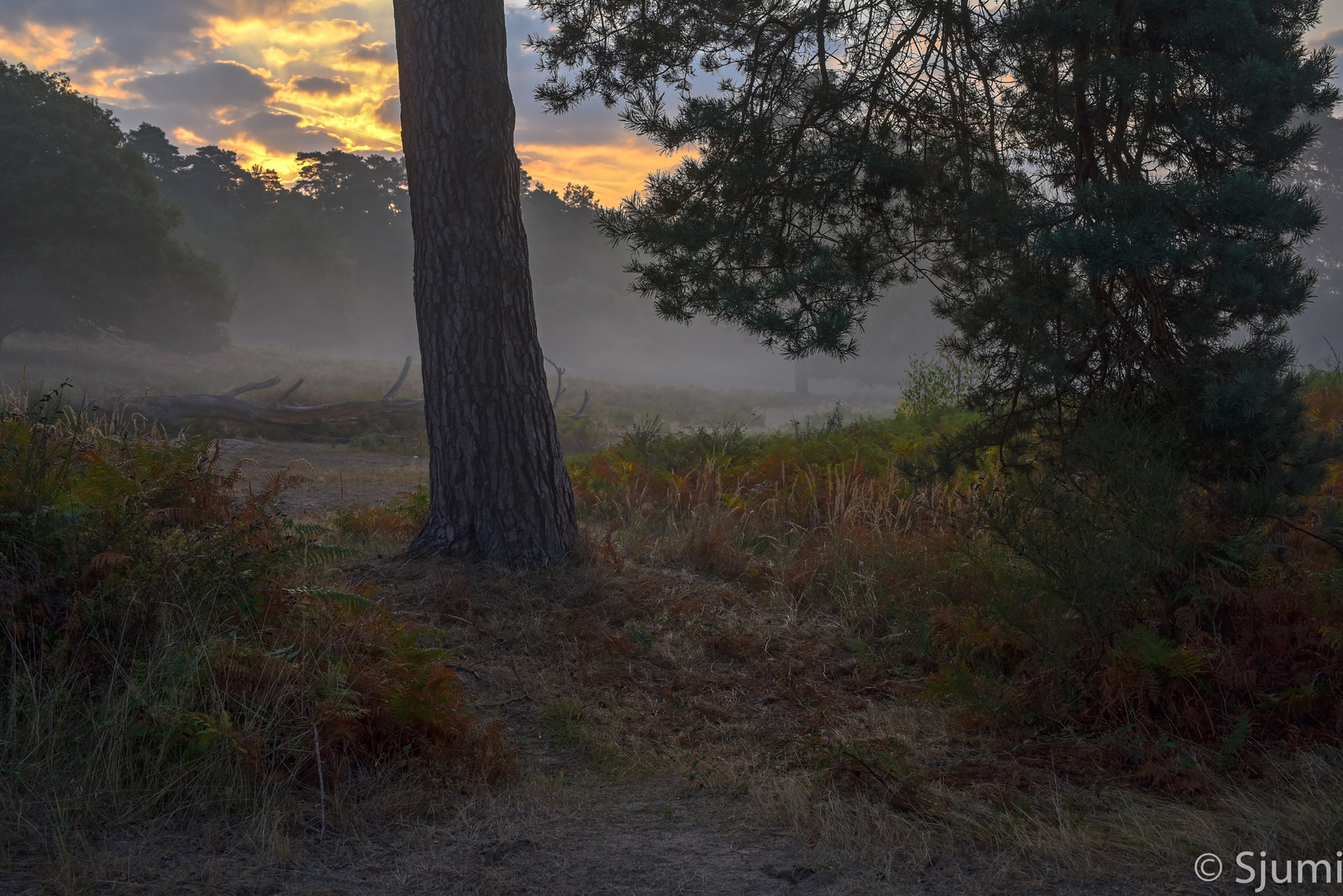 Misty sunrise 2