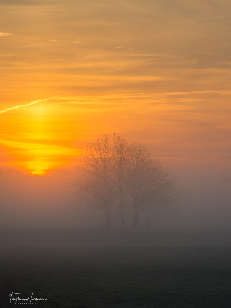 Misty sunrise at Elbe river (Germany)