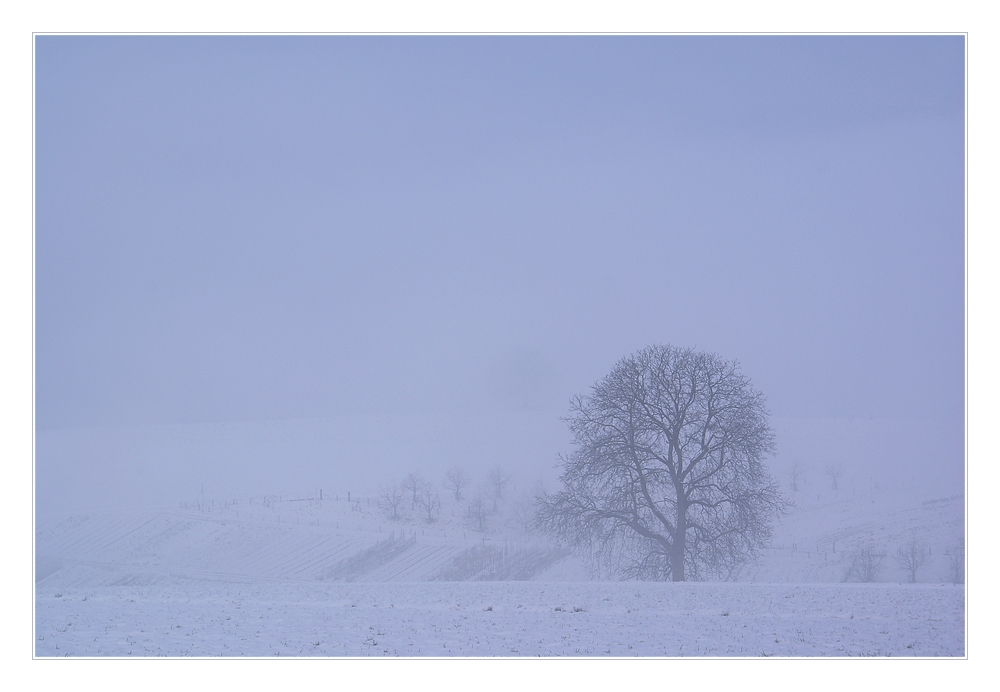 misty tree