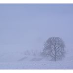 misty tree