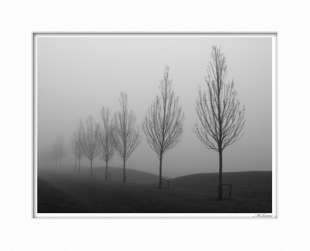 Misty Trees