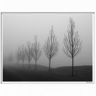 Misty Trees