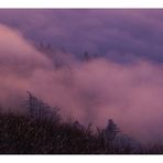 misty trees