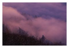 misty trees