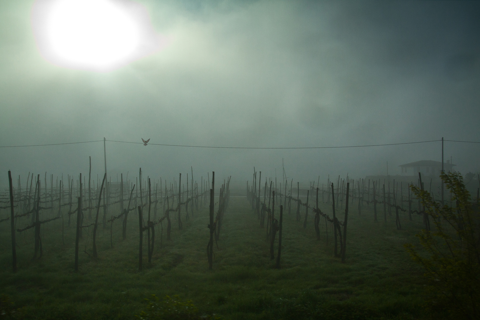 Misty Wineyards