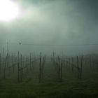 Misty Wineyards