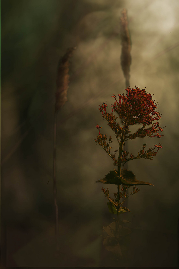 misty woodland