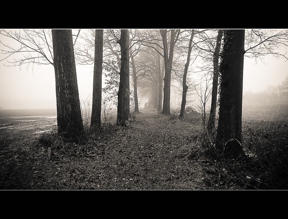 _misty_path