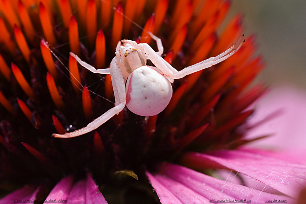 Misumena Vatia #001