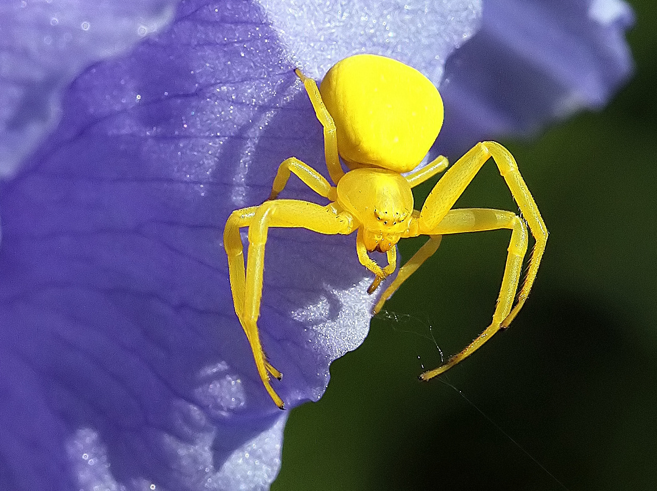 Misumena vatia