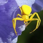 Misumena vatia