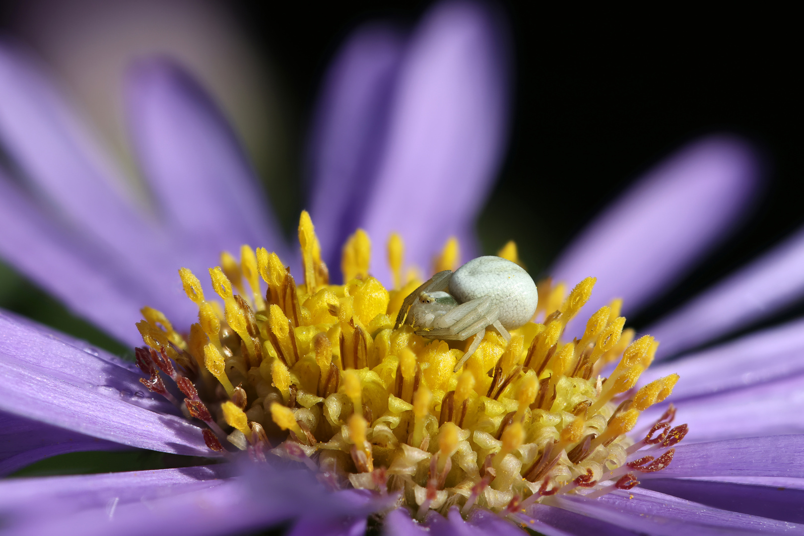 Misumena vatia