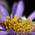 Misumena vatia