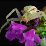 Misumena vatia