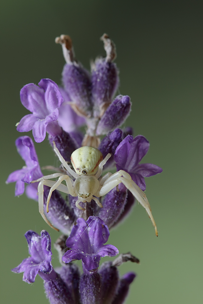 Misumena vatia 2 TESTFOTO Foto & Bild tiere, wildlife, spinnen Bilder