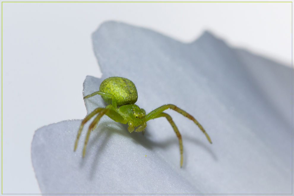 Misumena vatia