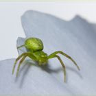 Misumena vatia