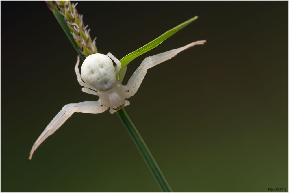 Misumena Vatia