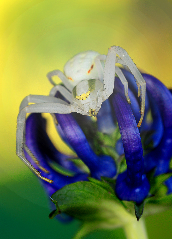 Misumena vatia