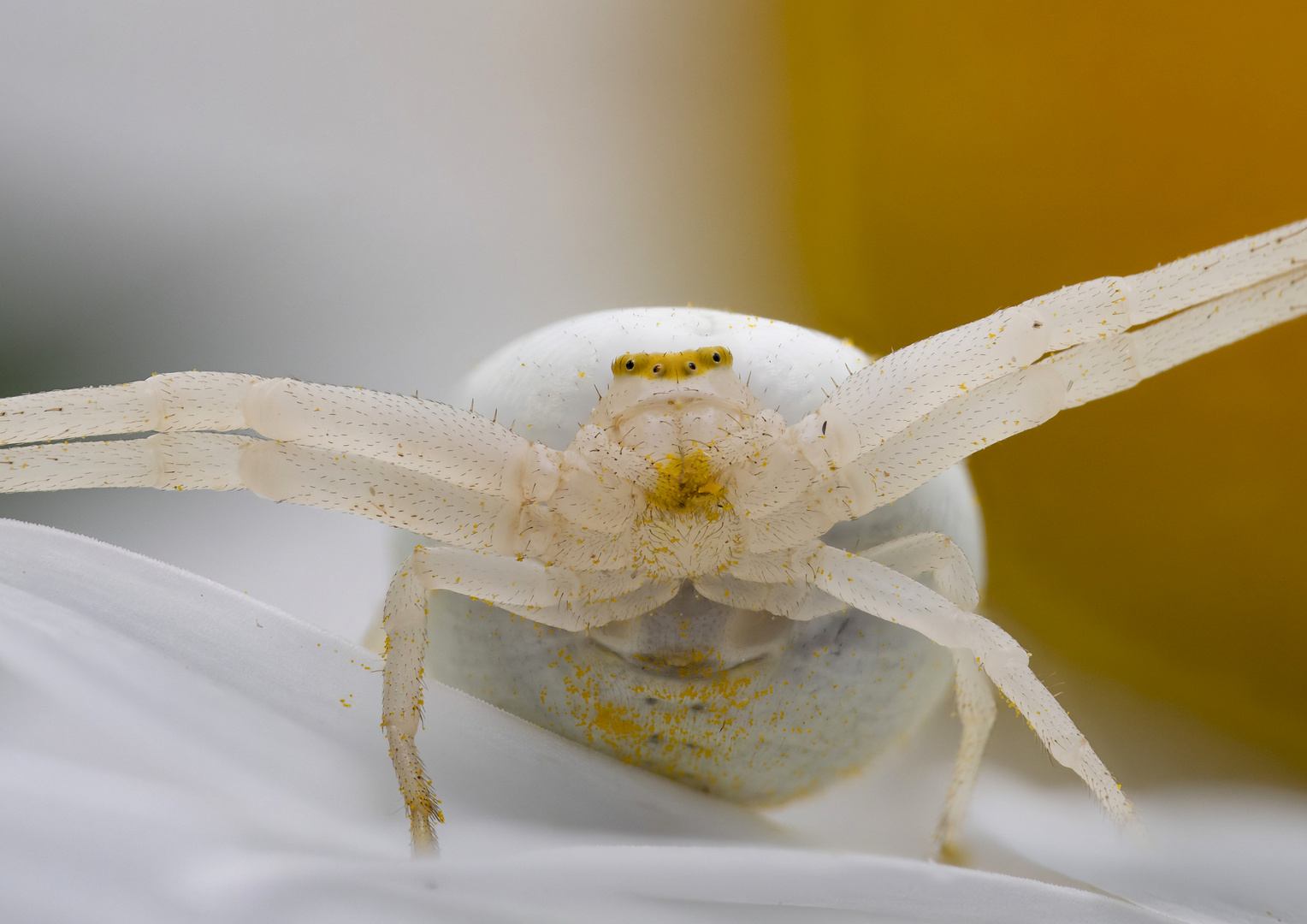 Misumena vatia Foto & Bild tiere, wildlife, spinnen Bilder auf