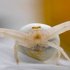 Misumena vatia