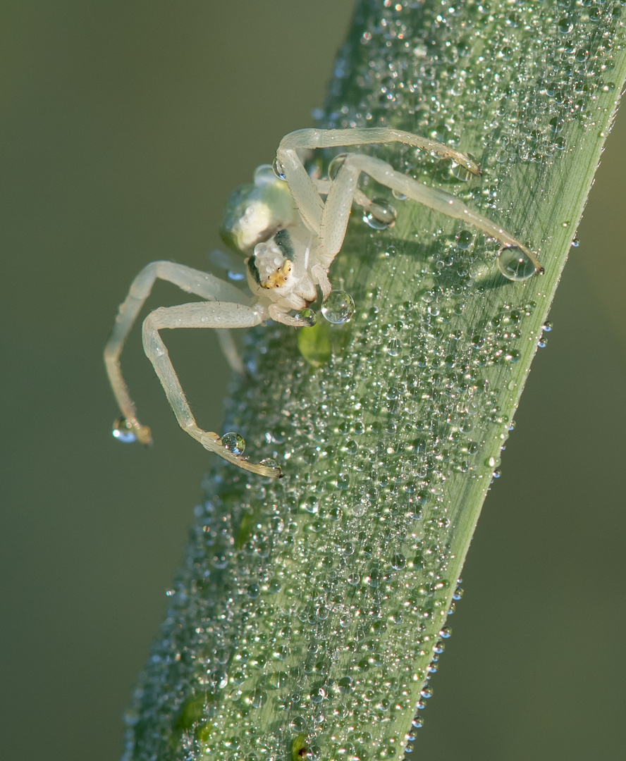 misumena vatia