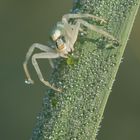 misumena vatia