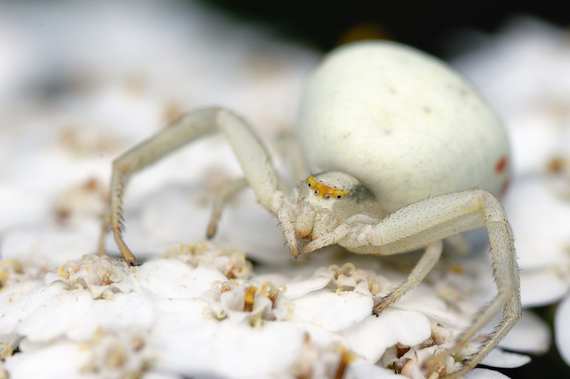 Misumena vatia