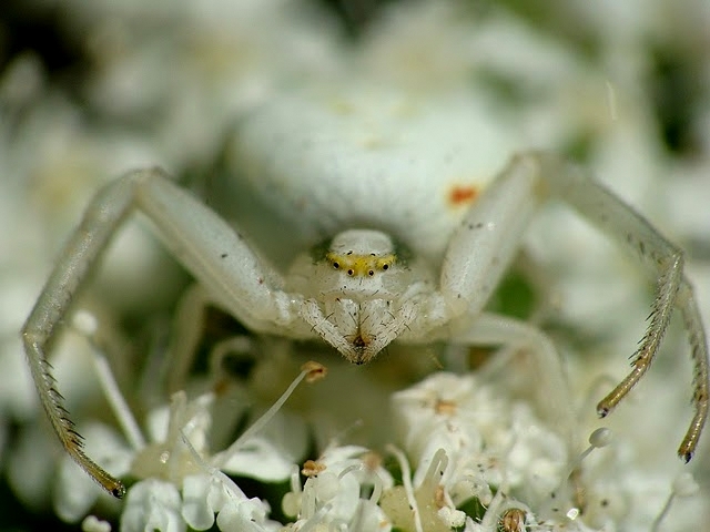 Misumena vatia