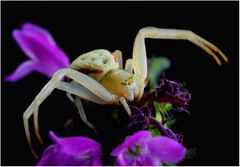 misumena vatia