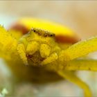 misumena vatia