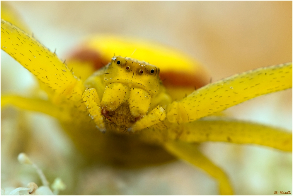 misumena vatia