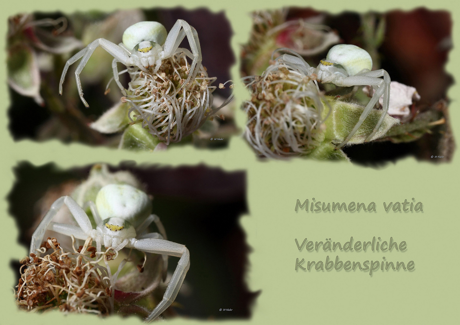 Misumena vatia