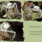 Misumena vatia