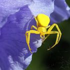 Misumena vatia