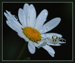 ??? - Misumena vatia