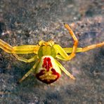 Misumena vatia